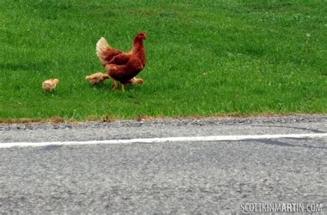 Image: De Meest Begeerlijke Gokkast in Nederland: Chicken Road Online Gokspel