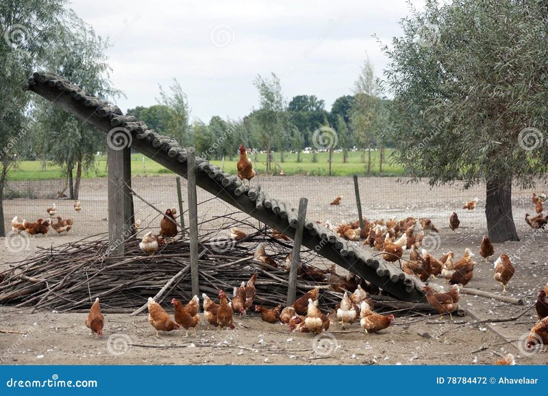 Guide to chicken road game